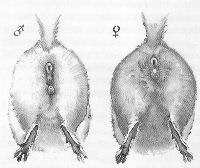 Billeder venligt udlånt med skriftlig tilladelse fra Aschehoug forlag 2003. "Chinchillaer hjemme" af Maike Röder-Thiede. www.aschehoug.dk