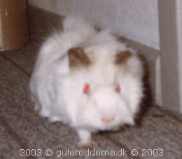 Billedet tilhører Gulerødderne og må ikke gengives nogen som helst steder, © Gulerodderne.dk 2004